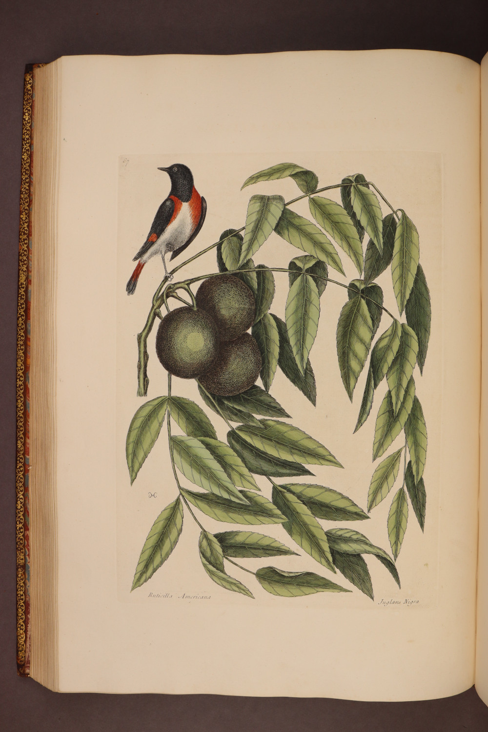 Plate 67
